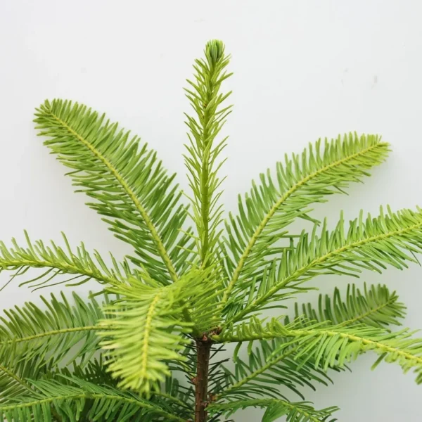 Abies Grandis (Grand Fir)