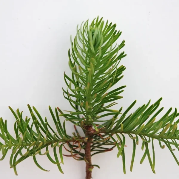 Abies Nobilis (Noble Fir)