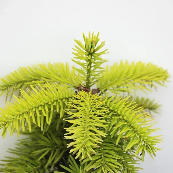 Abies Nordmaniana (Nordman Fir)