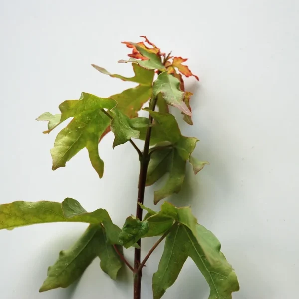 Acer Campestre (Field Maple)