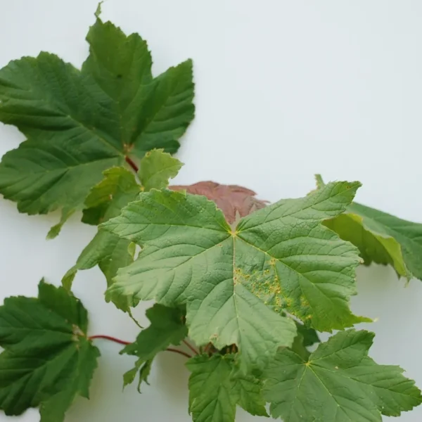 Acer Pseudoplatanus (Sycamore)