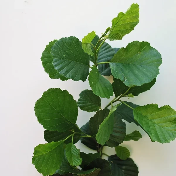 Alnus Glusinosa (Common Alder)