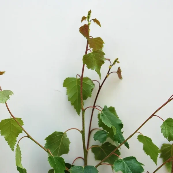 Betula Pendula (Silver Birch)
