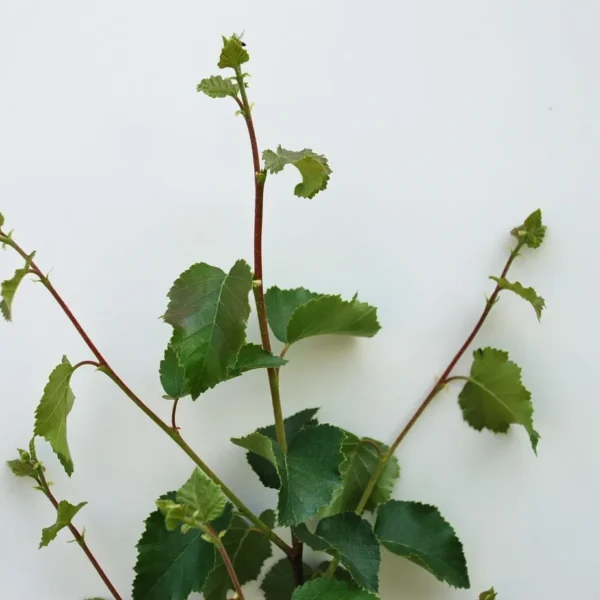 Betula Pubescens (Downey Birch)