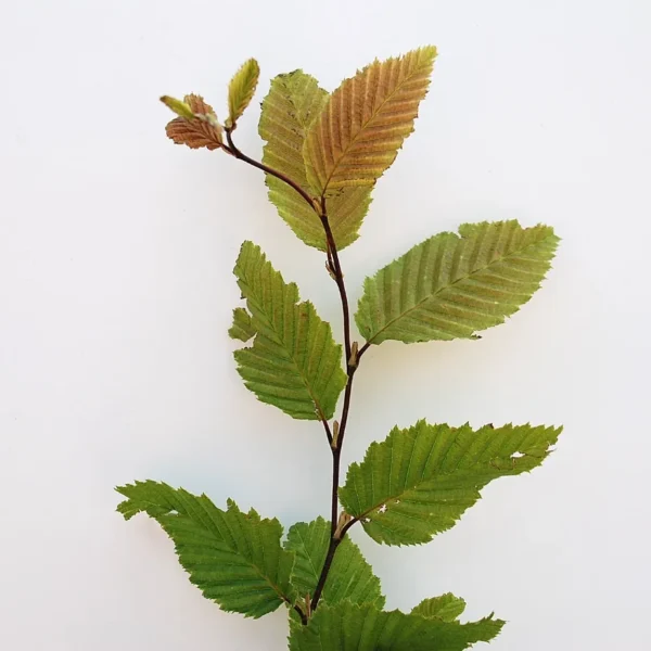 Carpinus Betulus (Hornbeam)
