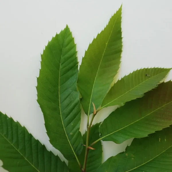 Castanea Sativa (Sweet Chestnut)