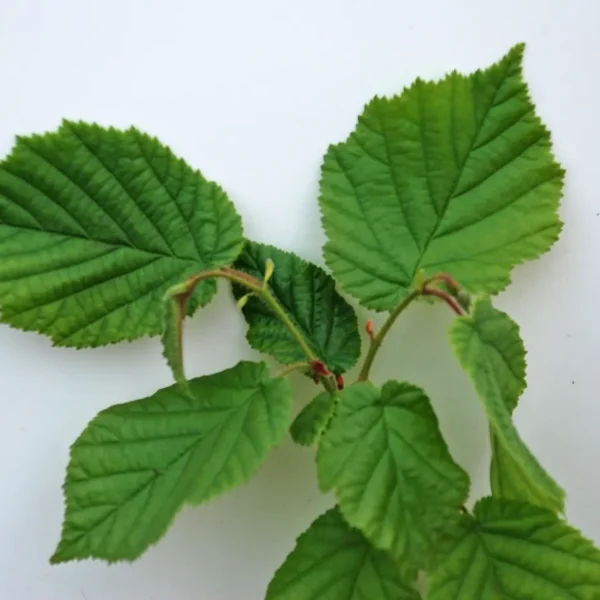 Corylus Avellana (Hazel)