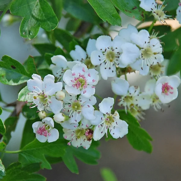 Crataegus Monogyna (Hawthorn)