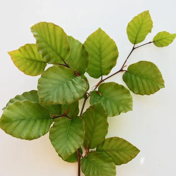 Fagus Sylvatica (Beech)