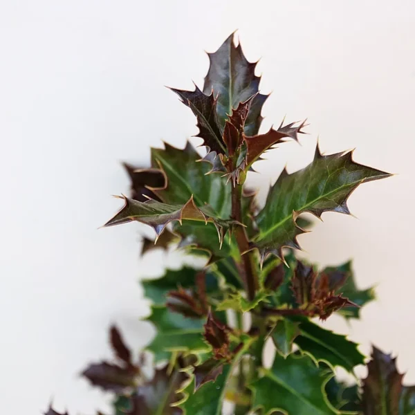 Ilex Aquifolium (Common Holly)