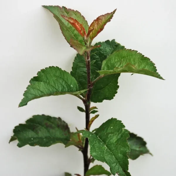 Malus Sylvestris (Crab Apple)