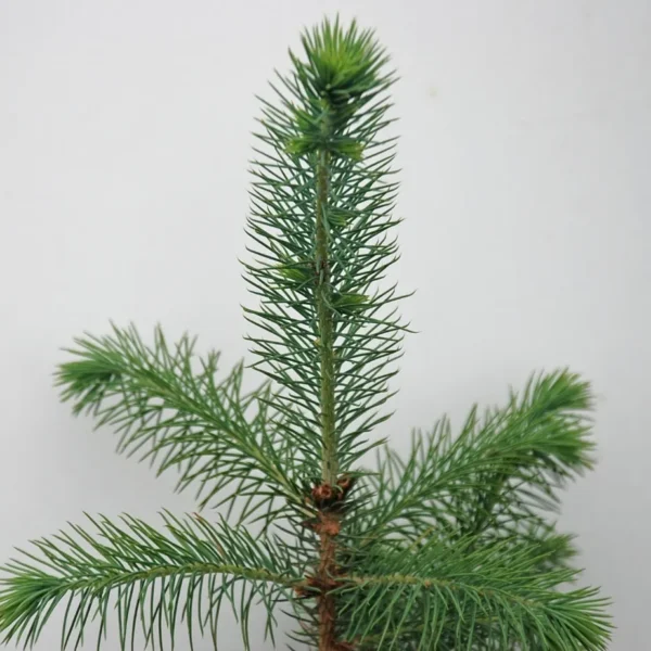 Picea Sitchensis (Sitka Spruce)
