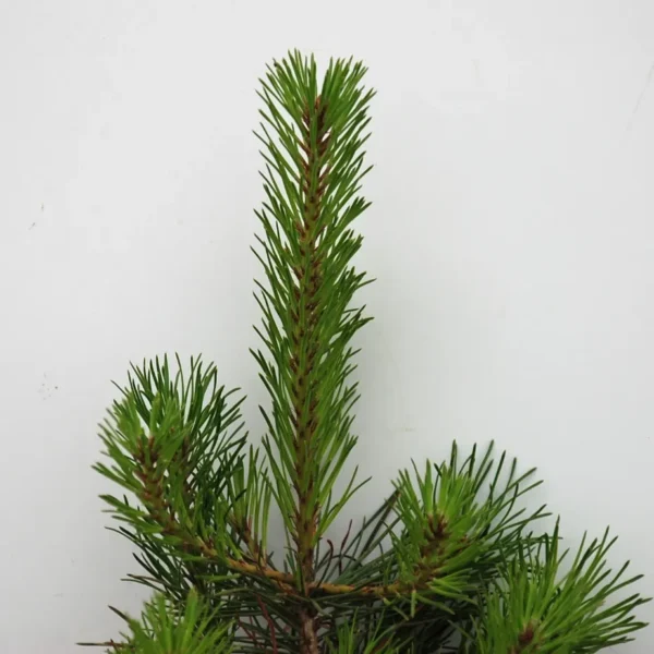 Pinus Contorta (Lodgepole Pine)