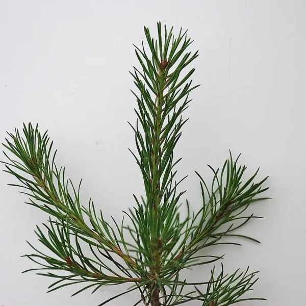 Pinus Sylvestris (Scots Pine)