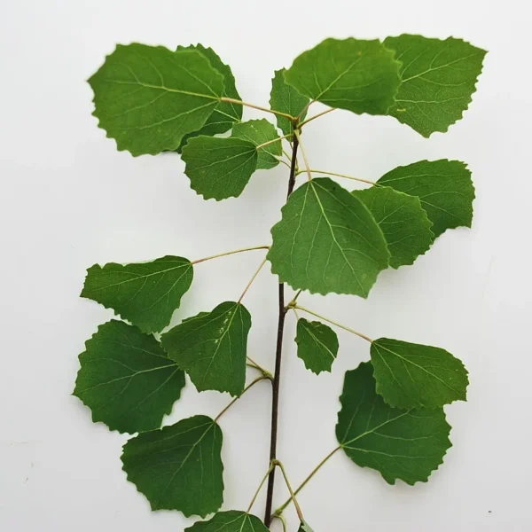 Populus Tremula (Aspen)