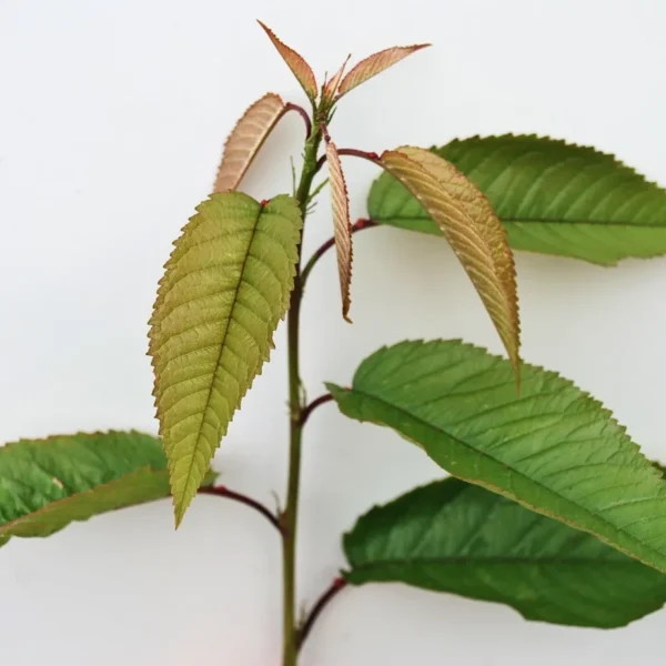 Prunus Avium (Wild Cherry)