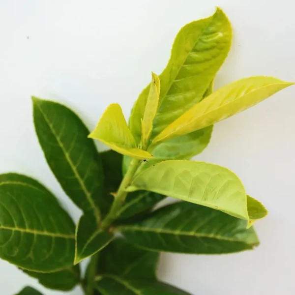 Prunus Laurocerasus (Laurel)