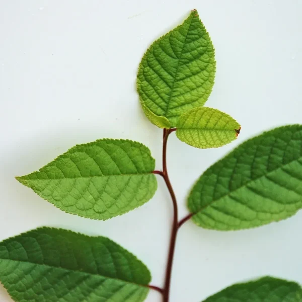 Prunus Padus (Bird Cherry)