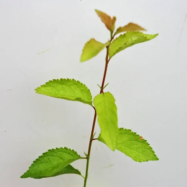 Prunus Spinosa (Blackthorn)