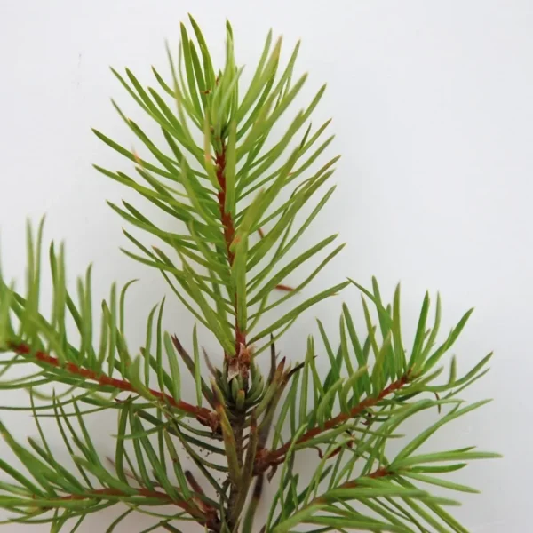 Pseudotsuga menziesii (Douglas Fir)