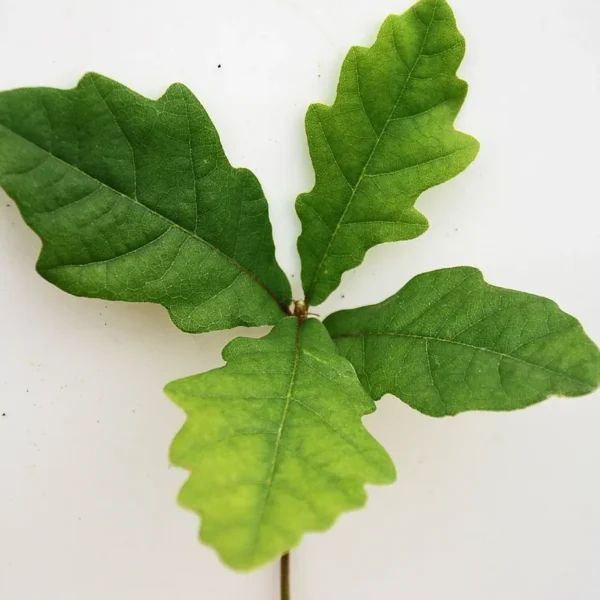 Quercus Robur (English Oak)
