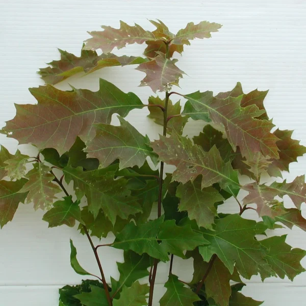 Quercus Rubra (Red Oak)