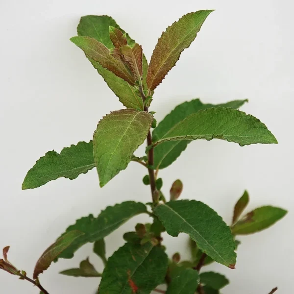 Salix Caprea (Goat Willow)