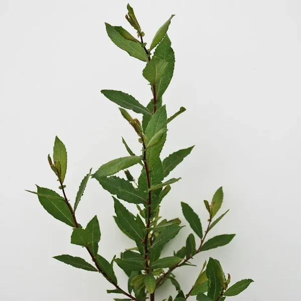 Salix Cinerea (Grey Willow)