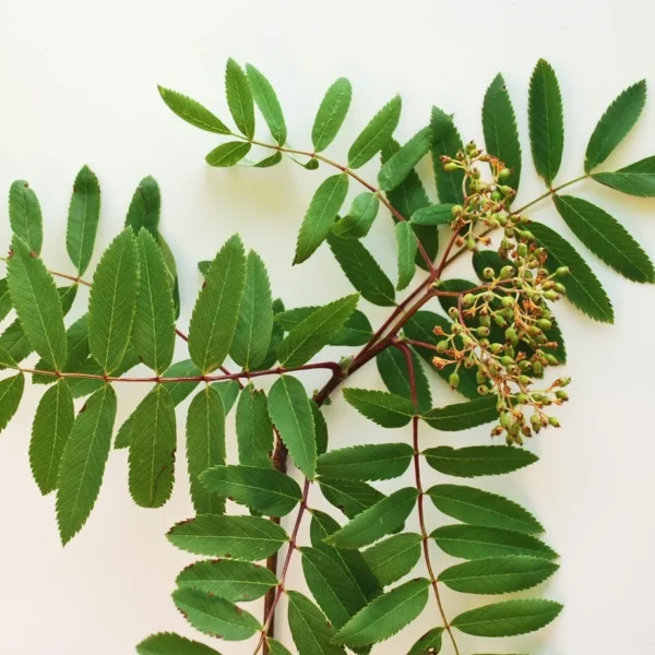Sorbus Aucuparia (Rowan, Mountain Ash)