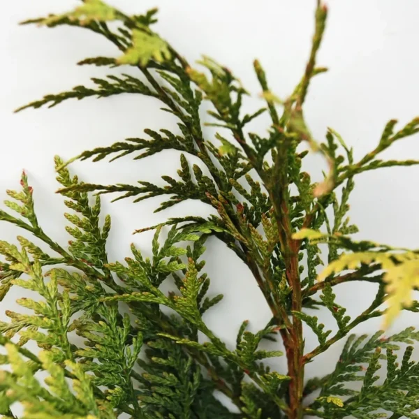 Thuya Plicata (Western Red Cedar)