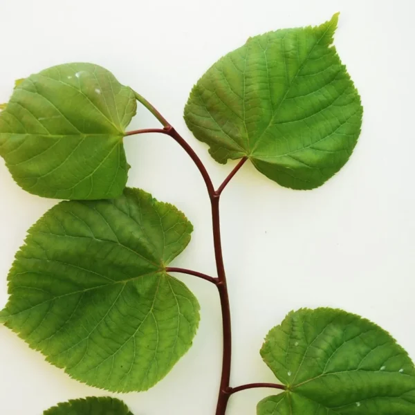 Tilia Cordata (Small Leaved Lime)