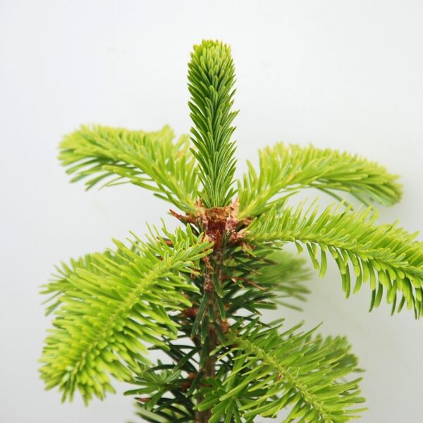 Abies Fraseri (Fraser Fir)