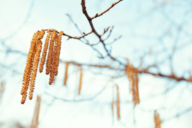 Branch with catkins of alder. Springtime.