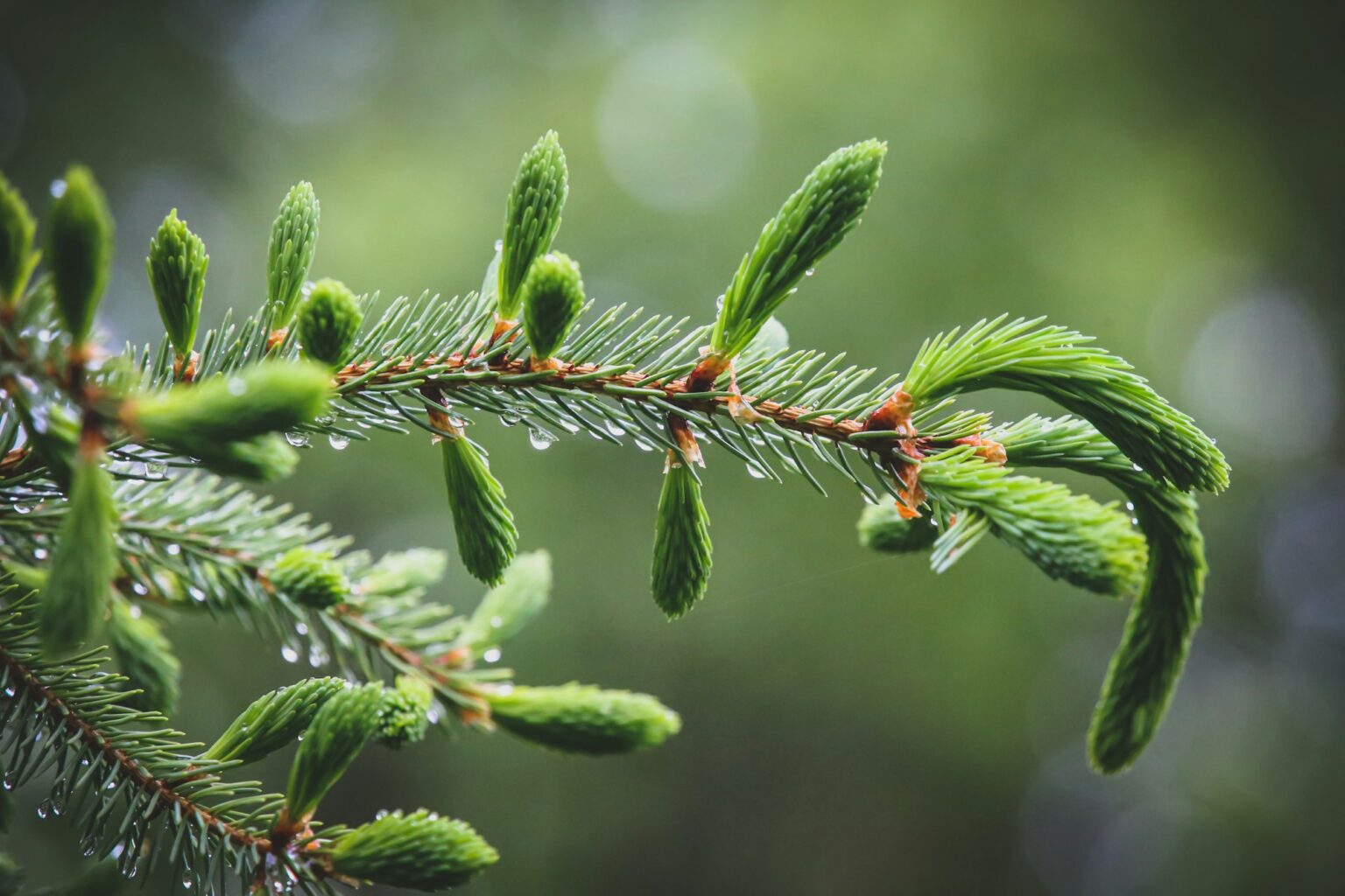 Evergreen pine tree branch with soft young shoots newly opened and softly blurred green background.
