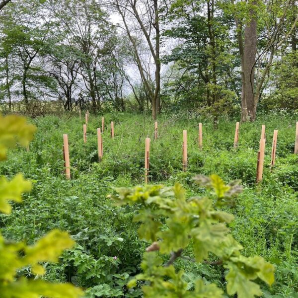 Rainbow Terra Biodegradable Tree Shelter - 1.2m x 74-96mm