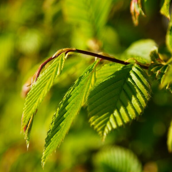 Spring shoots of a beech hedge