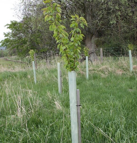 Tubex Standard - 1.2m x 73-105mm